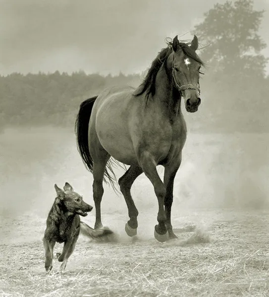 Horses by Wojtek Kwiatkowski