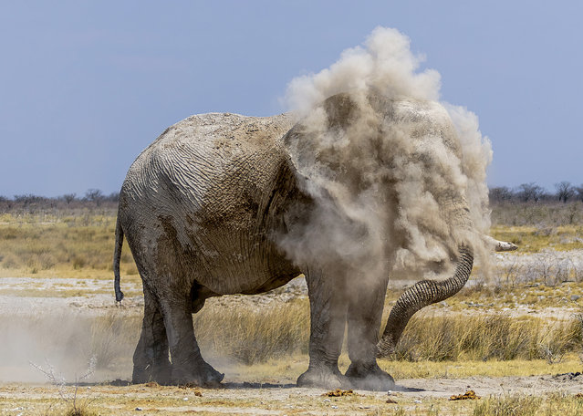 An elephant in Etosha National Park, Namibia, takes a dust bath to stay cool in the last decade of November 2024. Coating their skin with a layer of dust also helps the animals to protect their skin from insects and the sun. (Phoot by  Petra van der Zande/Solent News)