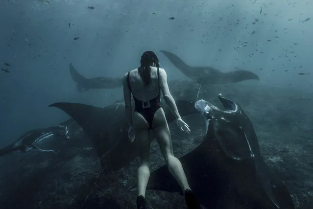 Here real life mermaid Julia is diving with manta rays in Bali and looks incredible swimming among them while holding her breath for four and a half minute. (Photo by Julia Wheeler/Caters News Agency)