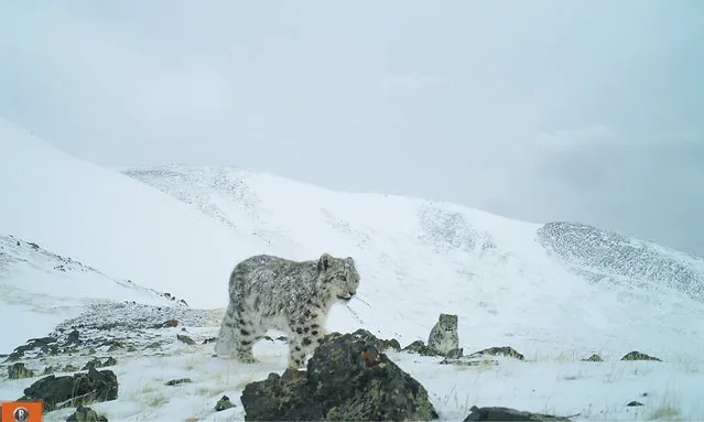 Snow leopards in Russia’s Saylyugem national park are caught on camera trap. In the remote Altai mountains, cameras traps are shedding light on the secret lives of these elusive animals, enabling researchers to identify individual leopards in the first ever nationwide census. (Photo by Sailyugem National Park/WWF Russia)