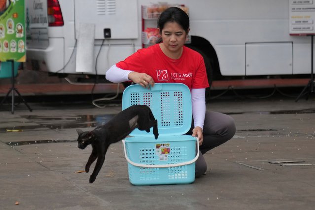 Let's Adopt Indonesia volunteer Regina Sari releases a stray cat that has been spayed during a “Trap, Neuter and Return” project aimed at reducing stray cat population, in Jakarta, Indonesia, on November 12, 2024. (Photo by Dita Alangkara/AP Photo)