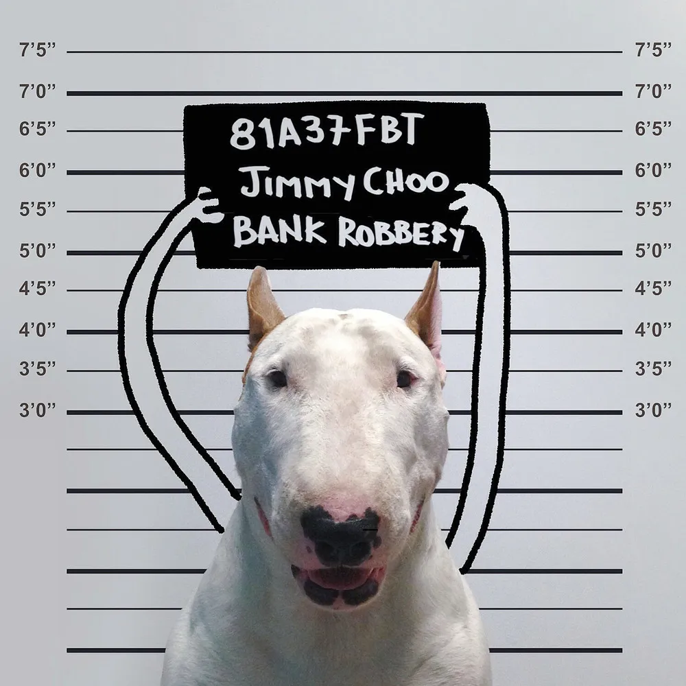 Rafael Mantesso's Bull Terrier