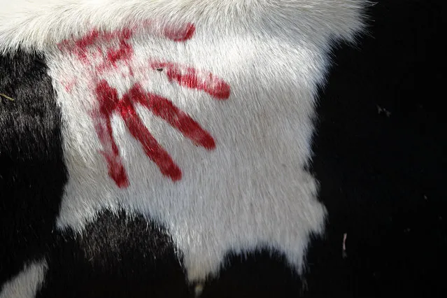 The vermilion colored hand print of a Nepalese devotee is seen on a cow after rituals were performed on it during Tihar festival celebrations in Kathmandu, Nepal, Thursday, October 19, 2017. Cows are considered sacred to Hindus and are worshipped during Tihar festival, one of the most important Hindu festivals dedicated to the Goddess of wealth Laxmi. (Photo by Niranjan Shrestha/AP Photo)