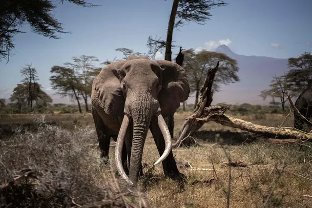 A bull elephant roams in Kimana sanctuary Kajiado south sub county on September 25, 2022. A severe drought has hit the Greater Amboseli ecosystem where some areas only received around 15% of the expected rainfall earlier this year. Many animals have already died of starvation and many more are at risk. (Photo by Fredrik Lerneryd/AFP Photo)