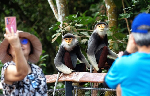 Visitors take photos of red-shanked douc langurs at the Canopy during the opening day of Rainforest Wild Asia in Singapore, 12 March 2025. Rainforest Wild Asia, Singapore's fifth wildlife park and Asia's first adventure-based zoological park, which features eight zones of open-concept habitats, karst formations, and 36 animal species, including the endangered Francois' langur, Philippine spotted deer, and Malayan tiger, opened to the public on 12 March. (Photo by How Hwee Young/EPA/EFE)
