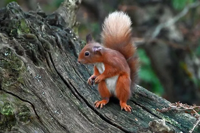 A red squirrel looks around cautiously on a fallen tree branch, at RSPB Loch Leven nature reserve, on October 31 2022, in Kinross, Scotland. (Photo by Ken Jack/Getty Images)