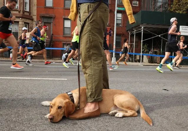 Runners make their way past a dog as they run in Brooklyn during the 2022 TCS New York City Marathon on November 06, 2022 in New York City. (Photo by Caitlin Ochs/Reuters)