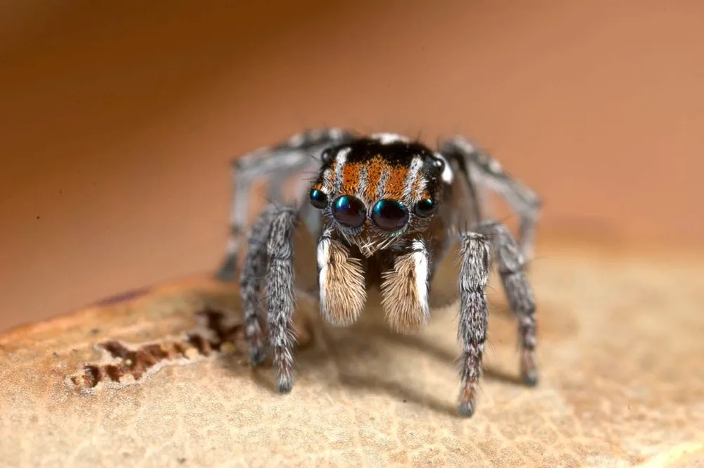 Peacock Spider (Maratus Volans)