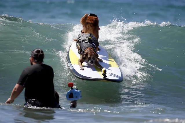 Two dogs surf during the Surf City Surf Dog Contest in Huntington Beach, California, United States, September 27, 2015. (Photo by Lucy Nicholson/Reuters)