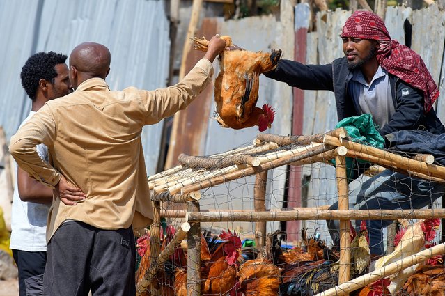 Traders trade live chickens in a street market a day before Ethiopian Orthodox Christians celebrate Easter Sunday in Addis Ababa, Ethiopia Saturday, April 19, 2025. (Photo by AP Photo/Stringer)