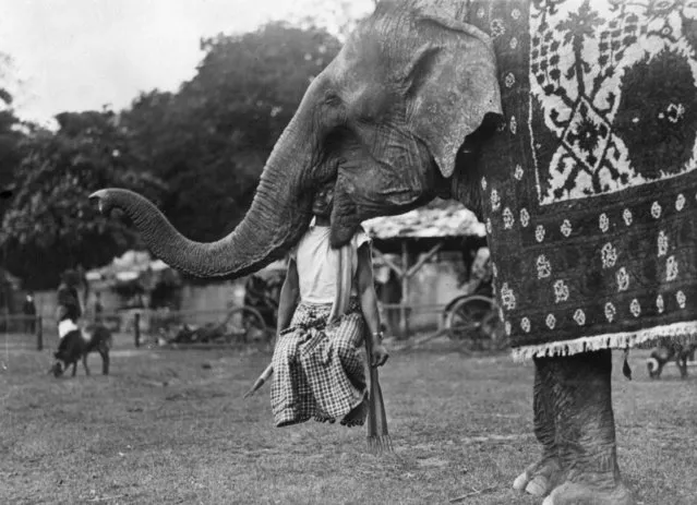An elephant in the Amusement park, Bois de Boulogne, Paris carrying his trainer Vid-Hany by the head, 17th April 1926. (Photo by Topical Press Agency/Getty Images)