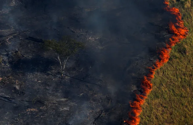 Burning forest is seen during “Operation Green Wave” conducted by agents of the Brazilian Institute for the Environment and Renewable Natural Resources, or Ibama, to combat illegal logging in Apui, in the southern region of the state of Amazonas, Brazil, August 4, 2017. (Photo by Bruno Kelly/Reuters)