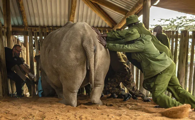A team of scientists and local rangers prepare to extract eggs from one of the two remaining female northern white rhinos at an enclosure at Ol Pejeta Conservancy, Kenya, Tuesday, August 18, 2020. An international team of scientists said they have successfully extracted eggs from the last two remaining northern white rhino females, a step on the way to possibly save the subspecies from extinction. (Photo by Rio the Photographer/Ol Pejeta via AP Photo)