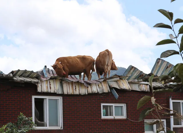 Cows stand on the roof of a cattle shed in the county of Gurye, South Jeolla Province, on 09 August 2020, as the region is suffering from ​flooding caused by recent heavy downpours. (Photo by Yonhap/EPA/EFE)