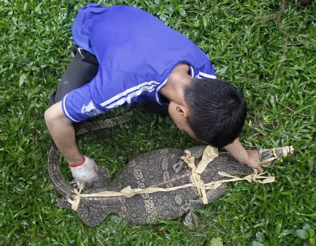 An officer binds a monitor lizard at Lumpini Park in Bangkok, Thailand, Tuesday, September 20, 2016. (Photo by Sakchai Lalit/AP Photo)