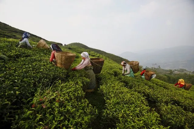 In this Sunday, November 16, 2014 photo, Nepalese women pick tea at a tea garden of Kanyam in Illam district, around 500 kilometers (310 miles) from Katmandu, Nepal. Illam is a hilly district of tea gardens and estates in eastern Nepal's Himalayan region with one of its largest and most productive tea estate being Kanyam estates. (Photo by Niranjan Shrestha/AP Photo)