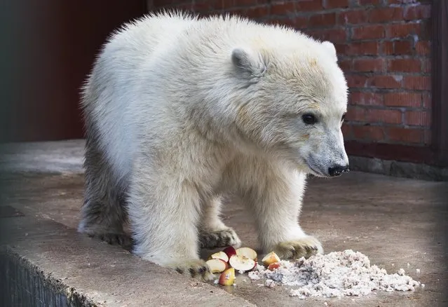 Polar bear Nika eats in her enclosure in a Moscow's Zoo facility outside Moscow, Russia, Tuesday, September 20, 2016. The polar bear rescued by the Russian Defence Ministry in Russia's Far East last week has been settled in the Zoo facility outside Moscow. (Photo by Pavel Golovkin/AP Photo)