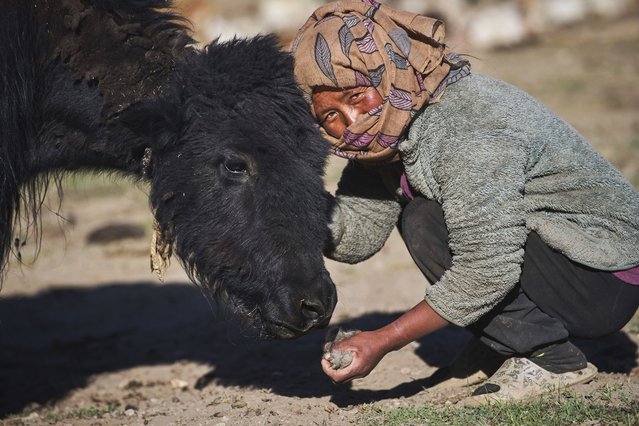 Kunzang Angmo poses for a picture with her yak in Korzak village, Ladakh, India, Monday, July 7, 2025. (Photo by Dar Yasin/AP Photo)