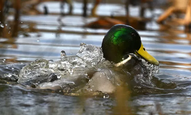 A duck looks on from the lake at Stover Country Park on January 31, 2023 in Newton Abbot, England. The right to wild camp in England and Wales has been lost after wealthy landowner Alexander Darwall won a court case against Dartmoor National Park, the last place it was possible to camp without seeking permission. (Photo by Harry Trump/Getty Images)