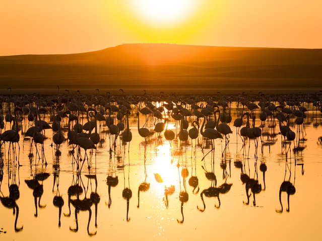 A view of flamingos feeding in the shallow water of Lake Duden during sunrise in Kulu district of Konya, Turkiye on August 04, 2025. (Photo by Lokman Vural Elibol/Anadolu via Getty Images)