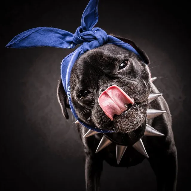 Pictured is Snoop Pug T. (Photo by Caters News Agency/Dog Photographers)
