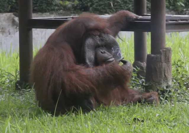 In this image made from video, an adult male orangutan smokes a cigarette in its enclosure at Bandung Zoo in Bandung, West Java, Indonesia, Sunday, March 4, 2018. The zoo infamous for mistreatment of animals is being slammed again by activists after a video emerged of one of its orangutans smoking. (Photo by AP Photo)