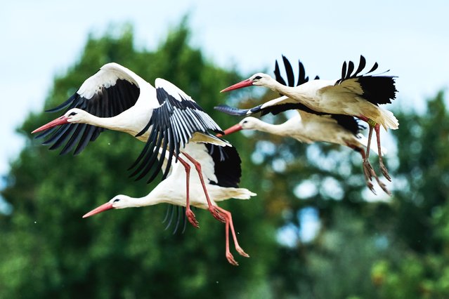 Storks take off from a field in Buettelborn near Frankfurt, Germany, Wednesday, September 3, 2025. (Photo by Michael Probst/AP Photo)