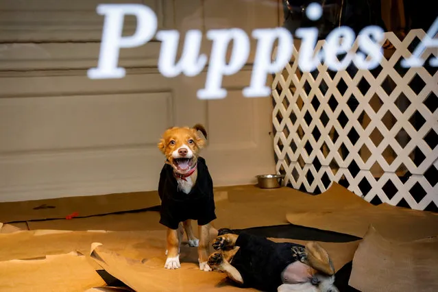 Puppies play in a window display of Saks Fifth Avenue, promoting pet adoption on the occasion of National Puppy Day, in New York, U.S., March 23, 2018. (Photo by Brendan McDermid/Reuters)