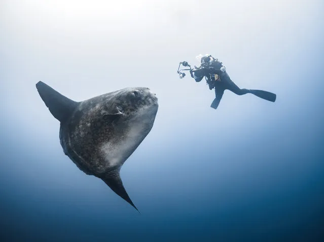 A huge ten-foot long ocean sun fish dwarfed a British diver in this incredible set of underwater shots. The bizarrely shaped ninety-five stone fish, also known as a mola mola, made the diver look tiny as it got up close and personal but lucky for him, the fish isn't dangerous to humans. The snaps were taken by London photographer Stefan Follows, who has since relocated to Thailand, while he was on a trip to Bali. (Photo by Stefan Follows/Mediadrumworld.com)