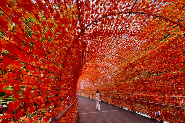 People take photographs as they walk under an autumn leaves decoration of a foot bridge in New Taipei city, Taiwan, 10 November 2020. The design aims to give people the feeling of autumn and enjoyment while passing the foot bridge. (Photo by Ritchie B. Tongo/EPA/EFE)