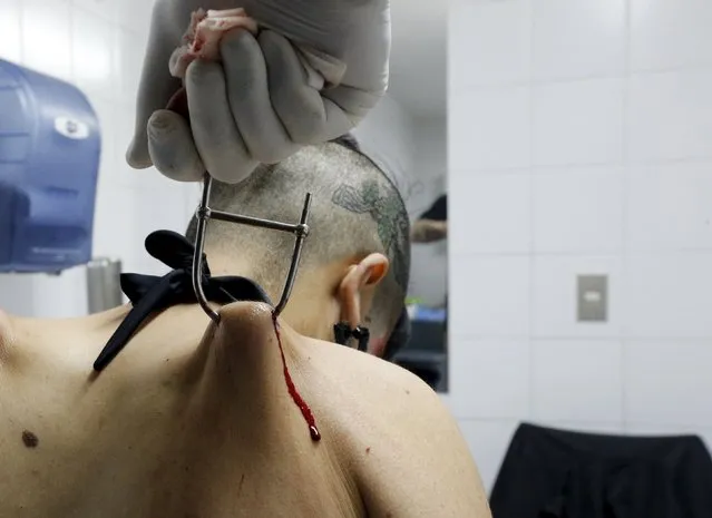 A woman with hooks pierced into her skin is inspected and prepared as she waits to be suspended during the latin america convention of tattoo and suspension in Valparaiso city November 8, 2015. (Photo by Rodrigo Garrido/Reuters)