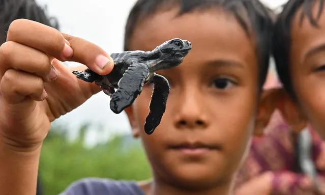 A boy holds a green sea turtle hatchling before releasing it at Pekan Bada beach on the outskirts of Banda Aceh on March 14, 2023. (Photo by Chaideer Mahyuddin/AFP Photo)