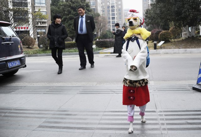 Dog Xiaoniu dressed in clothes walks across a street with its owner (not pictured) in Shanghai, December 19, 2014. According to local media, Xiaoniu accompanies its owner to the food market everyday and is able to walk with its hind legs for up to about an hour. (Photo by Reuters/Stringer)