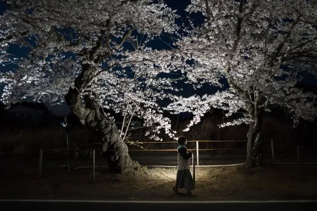 A woman walks past cherry trees in bloom at night in the Yonomori area on April 02, 2023 in Tomioka, Fukushima, Japan. The evacuation order for the Yonomori area was lifted on April 1 for the first time in twelve years since the area was designated as a “difficult-to-return” zone following the Fukushima Dai-ichi nuclear power plant disaster in 2011. (Photo by Tomohiro Ohsumi/Getty Images)
