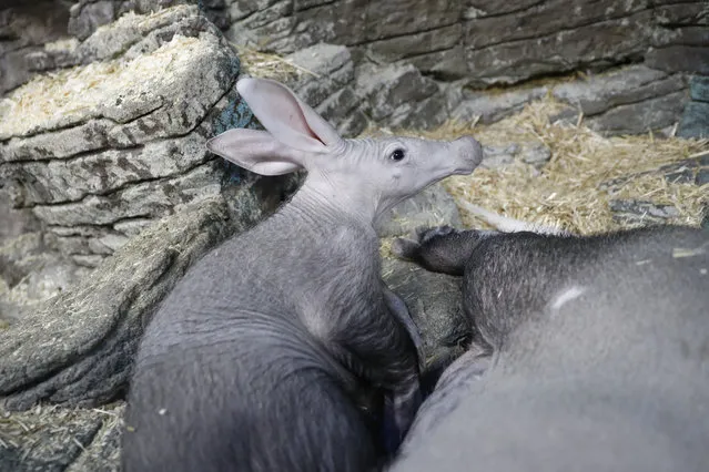 In this April 6, 2018, photo, Winsol, an aardvark born in December, stands beside his mother Ali in their enclosure at the Cincinnati Zoo & Botanical Garden in Cincinnati. (Photo by John Minchillo/AP Photo)