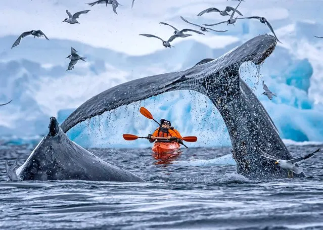Canoeists are framed by the tail of a breaching whale in Antarctica in April 2023. The photographer, from California, writes: “It was probably a once-in-a-lifetime moment”. (Photo by Jiahong Zeng/Solent News)