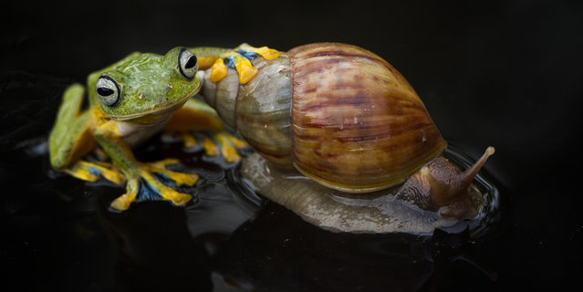 Shell we go for a ride? A tiny frog and snail make an unlikely pair of friends as they playfully fool around together. The bright green frog looks like it's giving the snail a quick kiss before it starts climbing onto its shell. But the little snail doesn't seem to mind as its new friend explores his shell for 10 minutes – and even sits on top for a while. (Photo by Hendy Mp/SOLENT/Visual Press Agency)