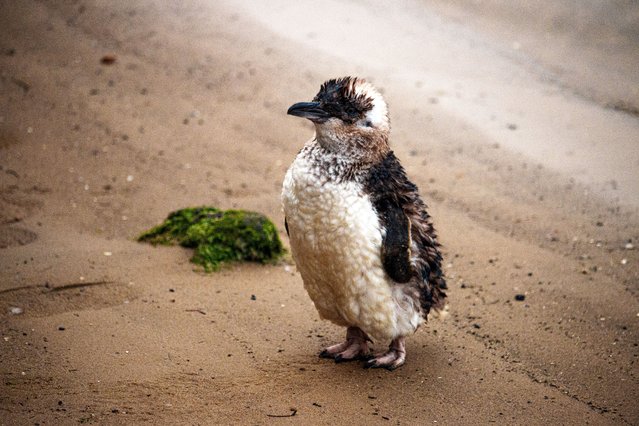 The little penguins in St Kilda are now back on view in Melbourne, Australia in the first decade of November 2025. A colony of around 1,400 little penguins live at St Kilda breakwater, but in 2020, the number of visitors coming to see them was too great. Now a viewing platform has been built, allowing tourists to admire the adorable foot-tall penguins without trampling through their home, and guided tours to the colony have recommenced. (Photo by Flossy Sperring/The Guardian)