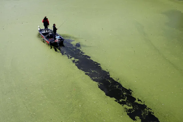 Fishermen stand on a boat on the Sevre Nantaise River that is covered by duckweed in Vertou, France, October 4, 2016. (Photo by Stephane Mahe/Reuters)