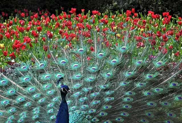 One of two peacocks that remain from a population of eighteen in Holland Park displays its plumage as part of an annual courtship ritual, despite there being no females left, in London, Britain on April 25, 2023. (Photo by Toby Melville/Reuters)