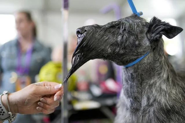 A Scottish Terrier is bathed during the 147th Westminster Kennel Club Dog show, Monday, May 8, 2023, at the USTA Billie Jean King National Tennis Center in New York. (Photo by John Minchillo/AP Photo)