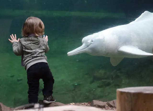 A young girl watches a river dolphin swimming by at  the aquarium of the Zoo in Duisburg, Germany, Wednesday, January 14, 2015. Every year the Zoo counts its animals, size and weight in an inventory. 4,237 animals in 356 species live in this western German Zoo. (Photo by Frank Augstein/AP Photo)