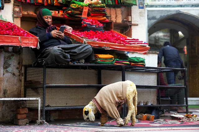 A sheep in a sweater moves near the shrine of Sufi saint Hazrat Nizamuddin Auliya on a cold winter morning, in New Delhi, India, on December 11, 2025. (Photo by Bhawika Chhabra/Reuters)