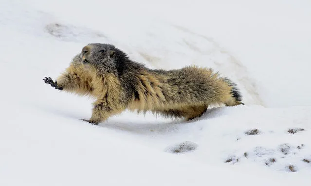A marmot comes out of hibernation in Vanoise national park, in the French Alps. (Photo by Romain Barca)