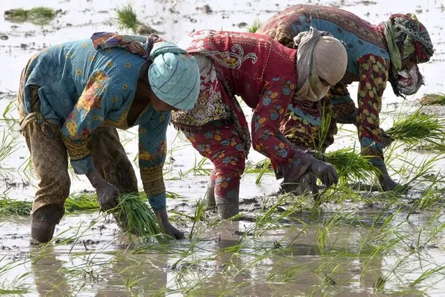 Villagers plant rice in a paddy field on the outskirts of Lahore, Pakistan, Thursday, June 8, 2023. Experts are warning that rice production across South and Southeast Asia is likely to suffer with the world heading into an El Nino. (Photo by K.M. Chaudary/AP Photo)
