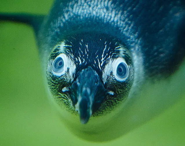 A jackass penguin dives in the zoo in Kronberg near Frankfurt, Germany, Tuesday, August 7, 2018. (Photo by Michael Probst/AP Photo)