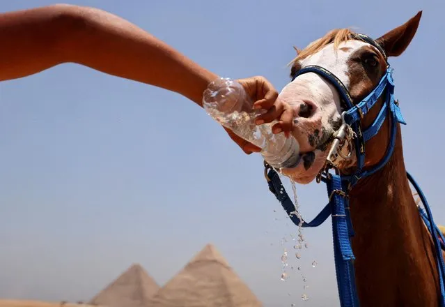 A horse drinks water amid a heatwave in front of the Great Pyramids of Giza, on the outskirts of Cairo, Egypt on July 19, 2023. (Photo by Mohamed Abd El Ghany/Reuters)