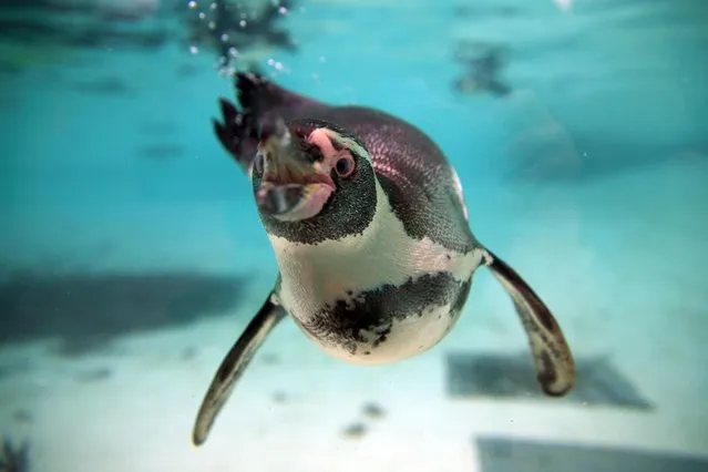 Humboldt Penguins swim in their pool during the annual stocktake press preview at London Zoo in Regents Park in London Monday, January 4, 2016. A requirement of ZSL London Zoo's license, the annual audit takes keepers a week to complete and all of the information is shared with zoos around the world via the International Species Information System, where it's used to manage the worldwide breeding programs for endangered animals. (Photo by Alastair Grant/AP Photo)