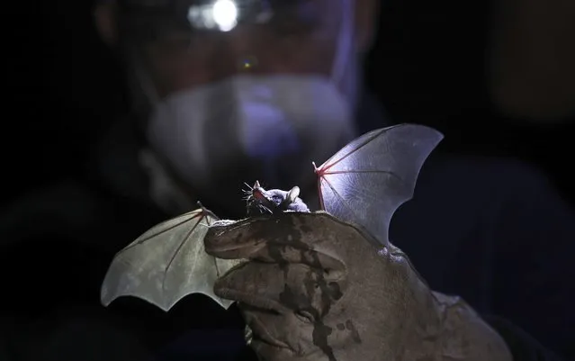 A Mexican long-tongued bat is held by Mexico's National Autonomous University, UNAM, Ecology Institute Biologist Rodrigo Medellin after it was briefly captured for a study at the university's botanical gardens, amid the new coronavirus pandemic in Mexico City, Tuesday, March 16, 2021. Listed as threatened in 1994, the bat normally lives in dry forests and deserts, in a range that extends from the southwestern United States to Central America. (Photo by Marco Ugarte/AP Photo)