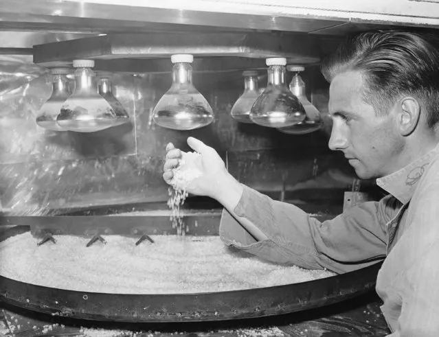 The making of shatter-proof lenses for eye guards is highly technical, involving the arts of physics and chemistry. This photo shows clears acrylic crystals from which the plastic lenses are made being baked in an infra-red oven to eliminate moisture and pre-condition them for the operation in the moulding press in Los Angeles September 15, 1942. The operator is Frank Hamilton. (Photo by AP Photo)